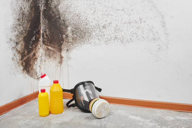 Best Emergency Mold Removal  in Alton, TX