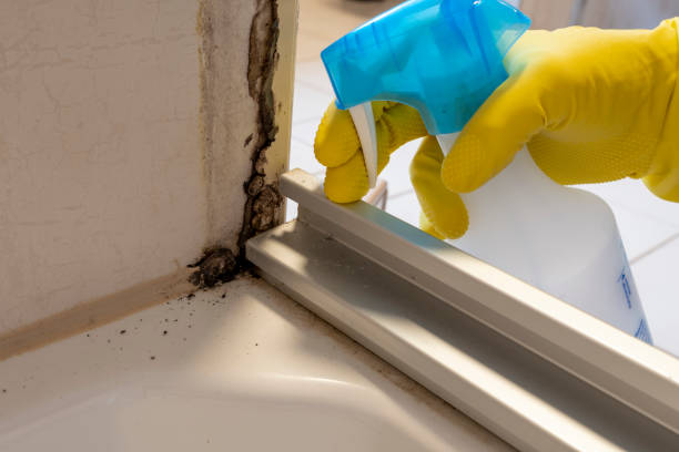Best Mold Testing and Removal  in Alton, TX