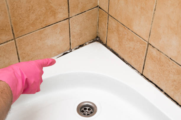 Best Professional Mold Removal  in Alton, TX